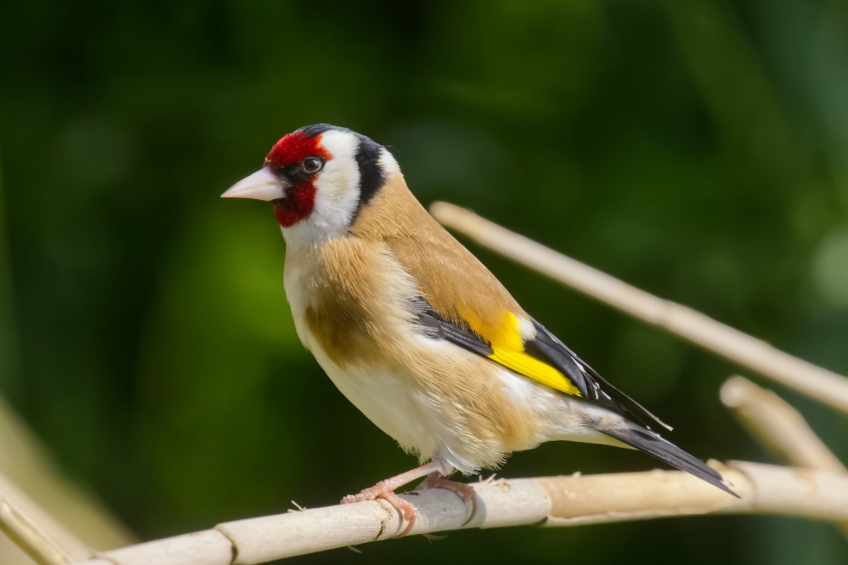 Puttertje | Dintelvink 