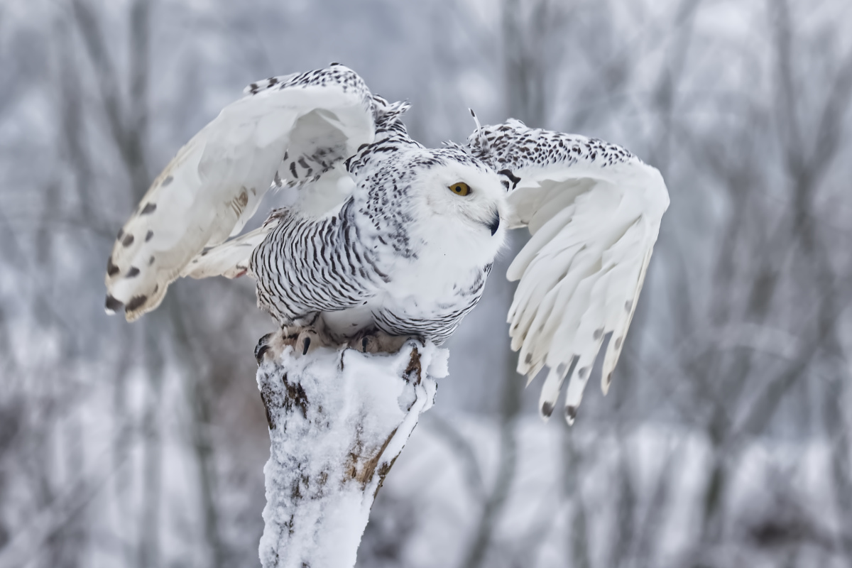 Sneeuwuil vlak voordat hij opvliegt 