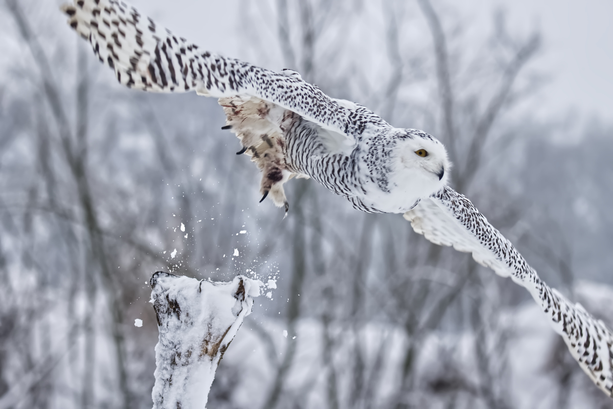 Sneeuwuil vliegt weg 