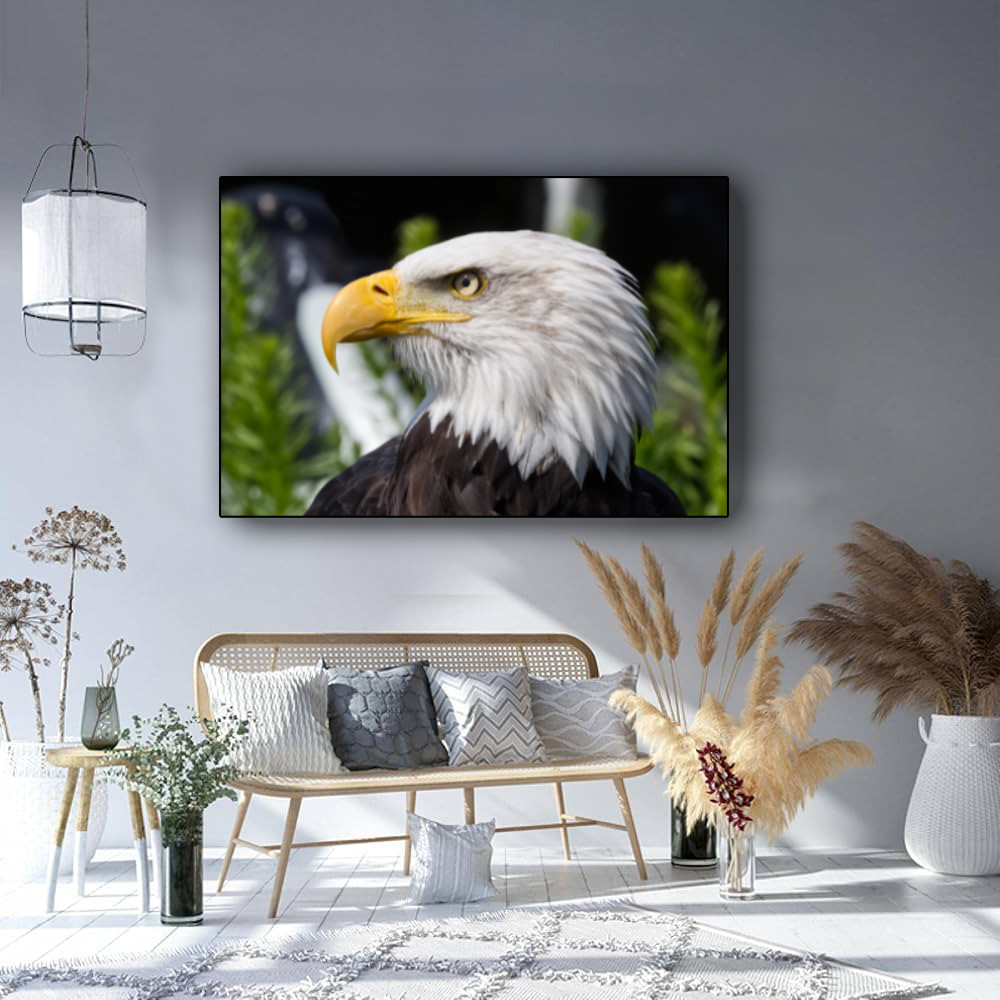 Amerikaanse Zeearend