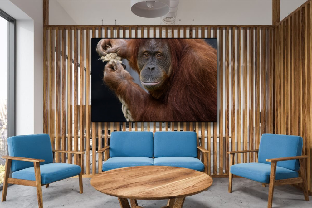 Portret van een Orang-oetan