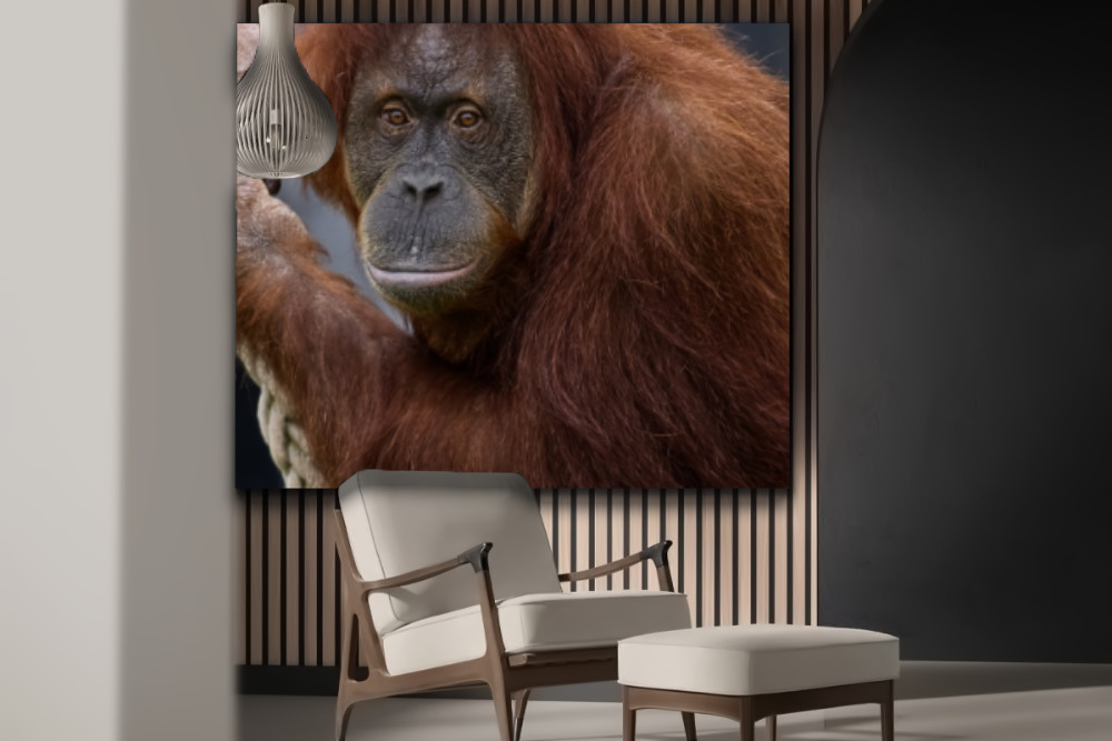 Portret van een Orang-oetan