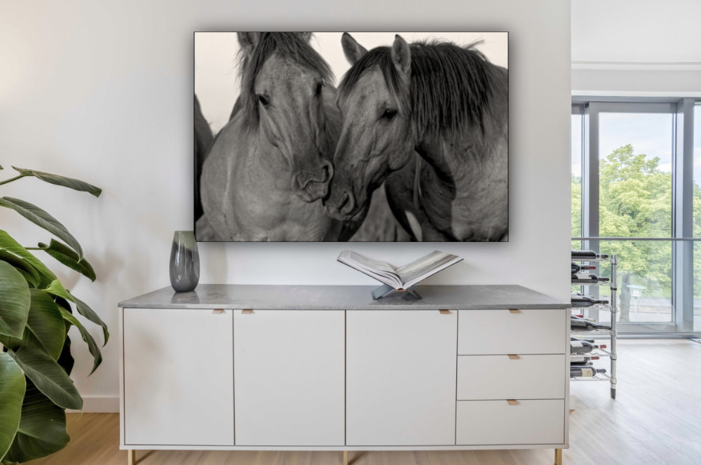 Konikpaarden in de Oostvaardersplassen