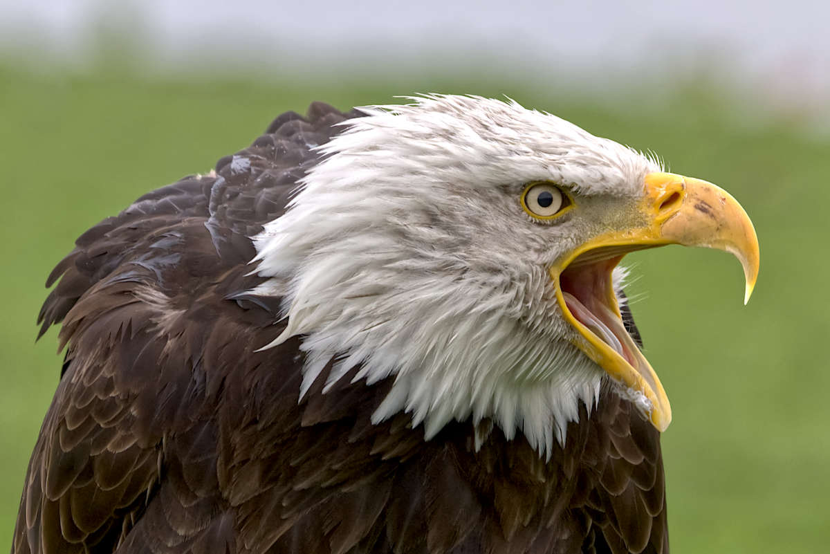 Amerikaanse Zeearend