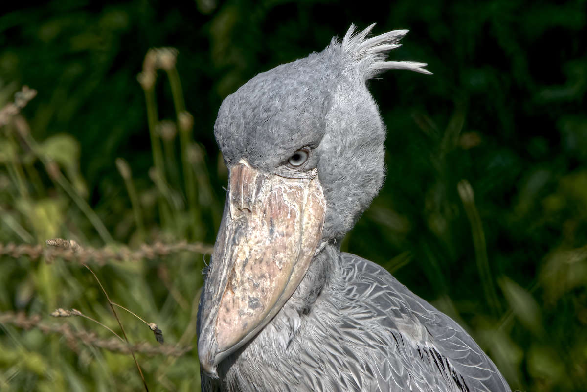 Schoenbekooievaar