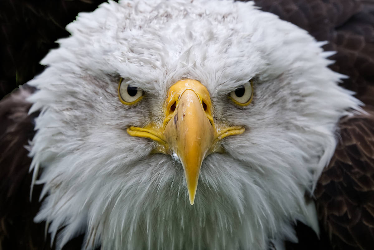 Amerikaanse Zeearend