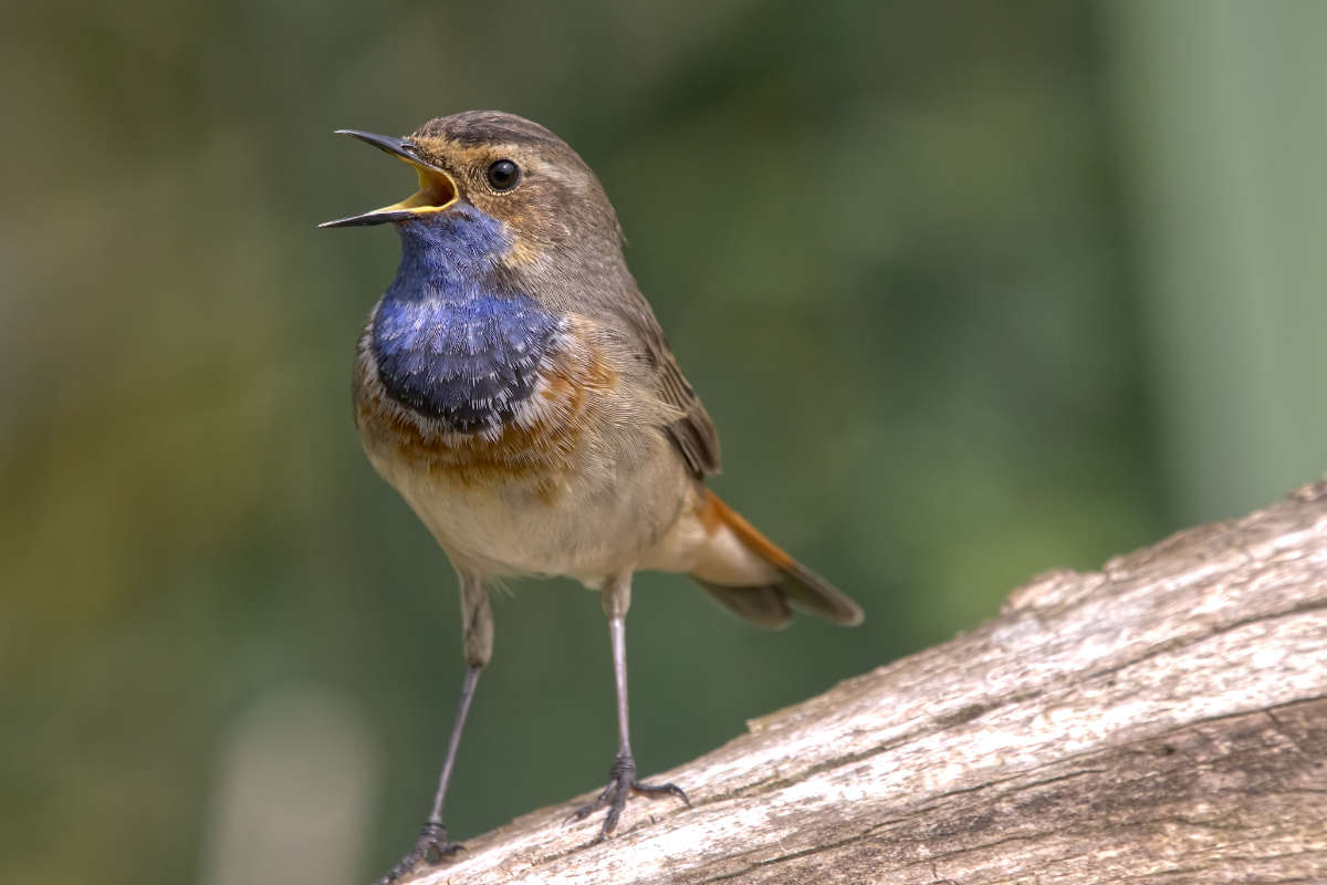 Blauwborst