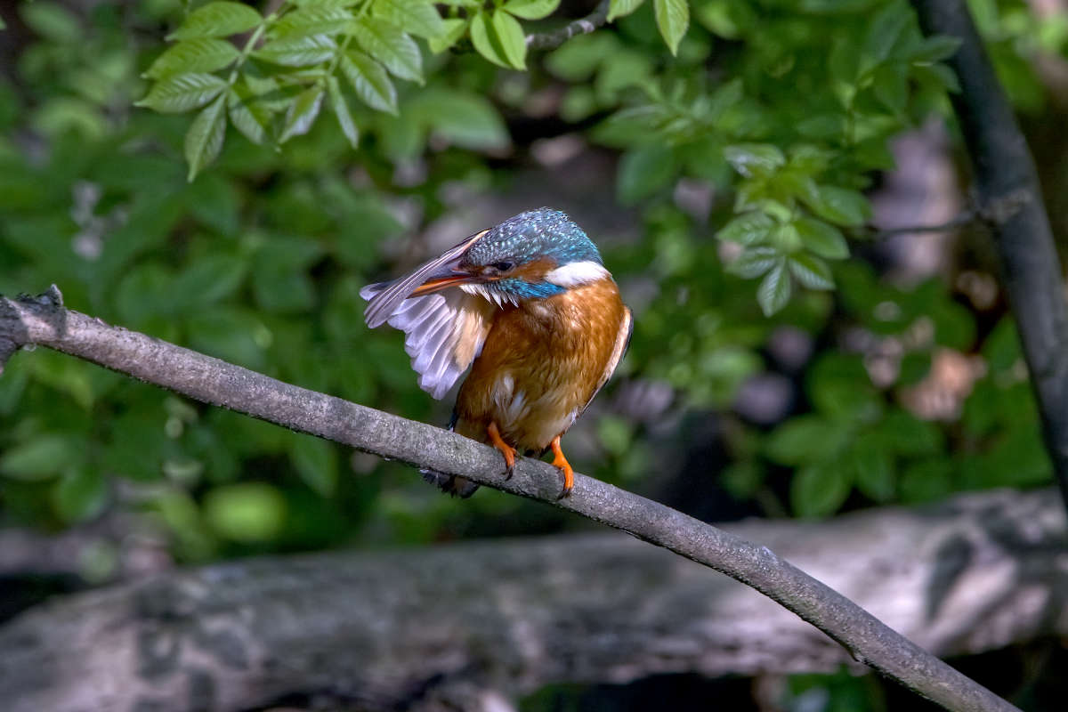 IJsvogel
