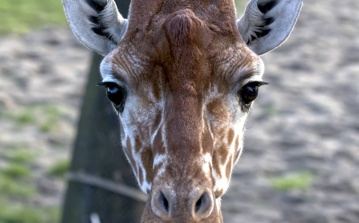 Giraffe