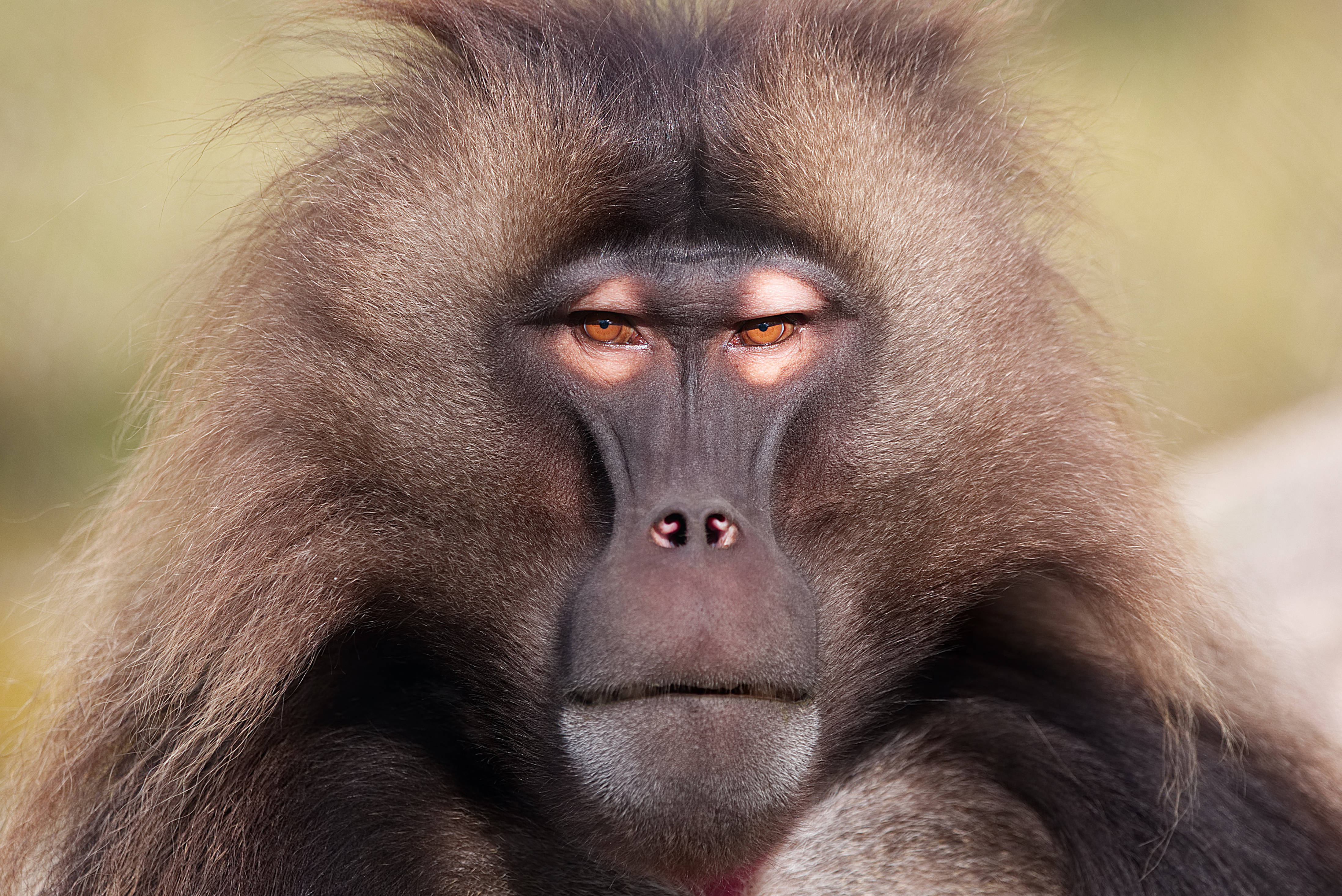 Gelada