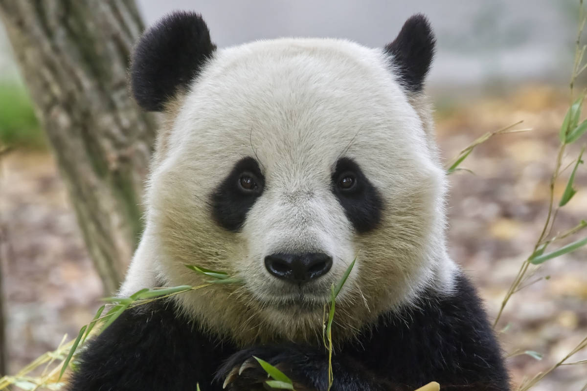 Reuze Panda