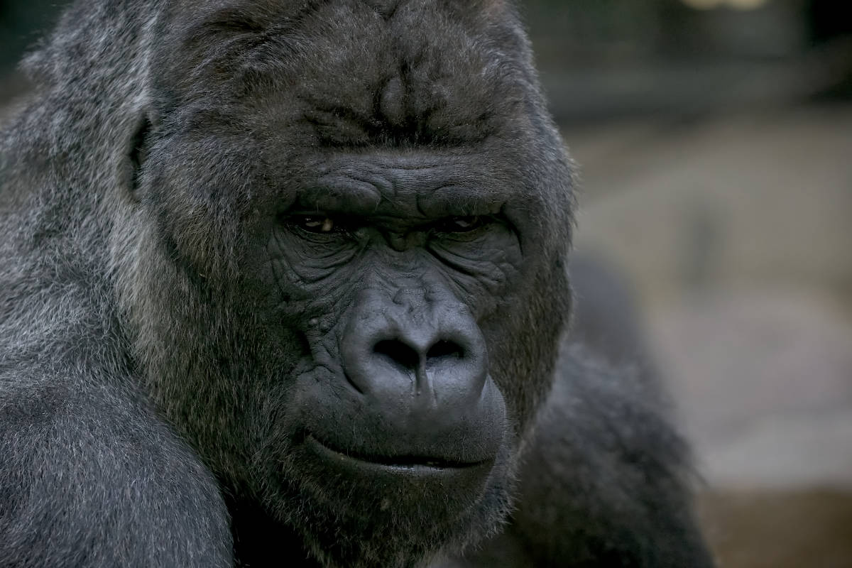 Gorilla