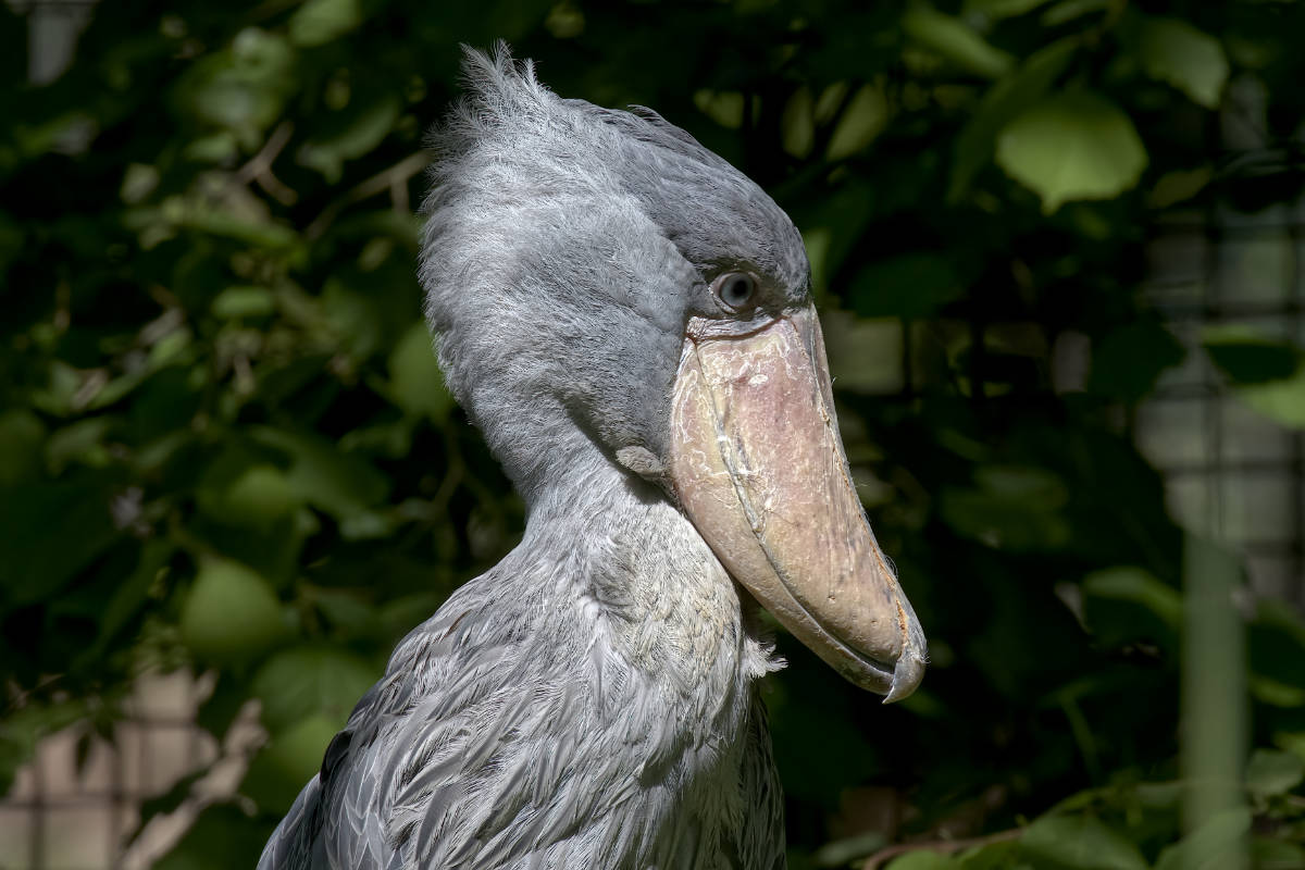 Schoenbekooievaar